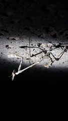 Empusa guttula
