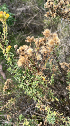 iNaturalist observation photo of Coastal Goldenbush