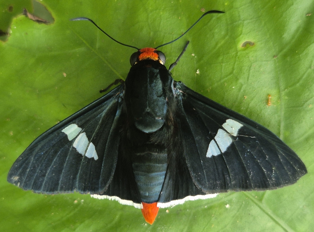 Sarpedon Firetip