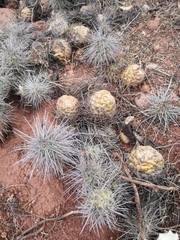 Tephrocactus alexanderi
