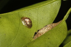 Coptocycla sordida