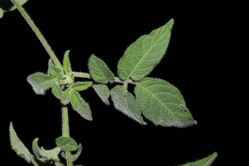 Solanum caripense; photograph (c) Paúl Gonzáles, some rights reserved (CC BY)