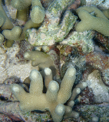 Porites divaricata