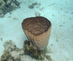 Ircinia campana