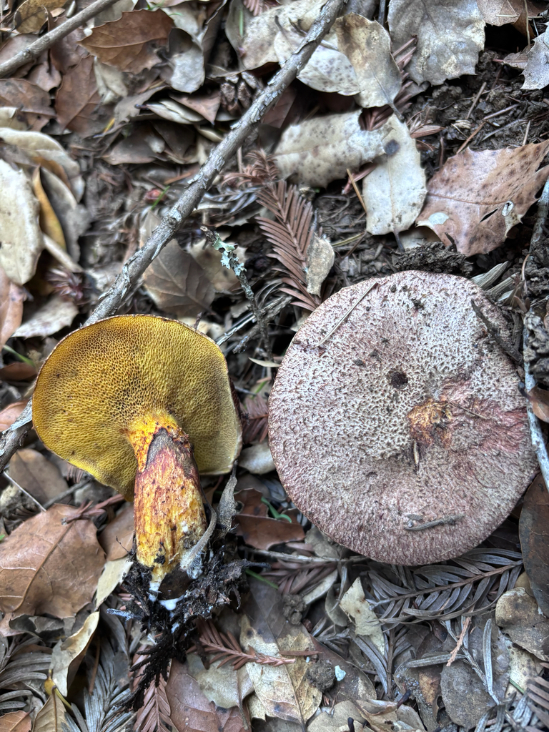 Suillus lakei · December 2025 · photo: © reago (iNaturalist, cc-by)
