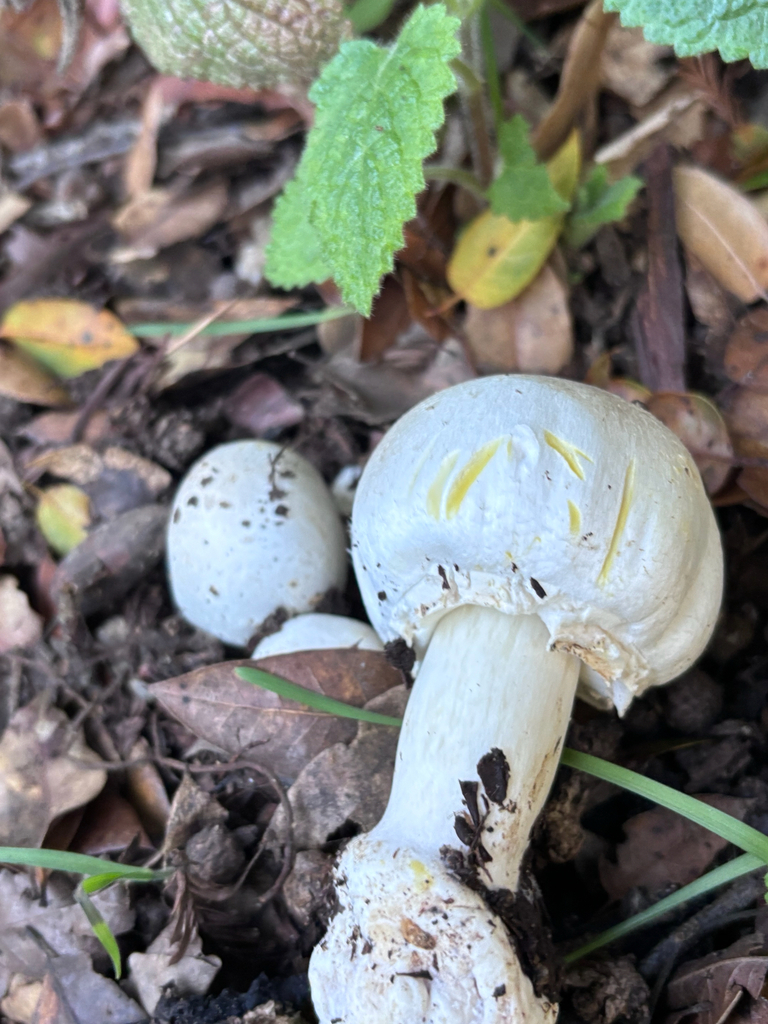 Agaricus xanthodermus · December 2025 · photo: © reago (iNaturalist, cc-by)