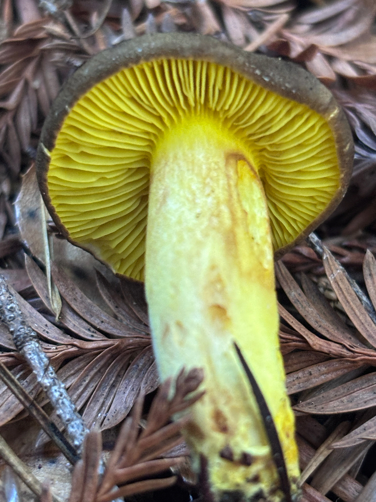 Phylloporus arenicola · December 2025 · photo: © reago (iNaturalist, cc-by)