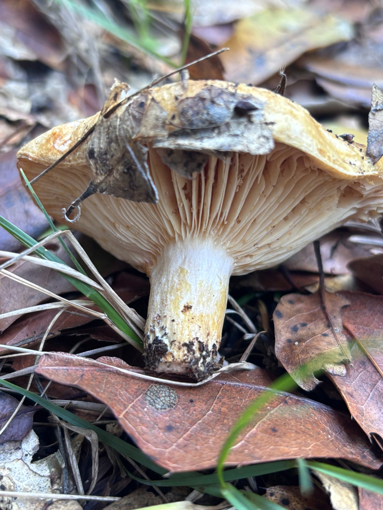 Lactarius alnicola · December 2025 · photo: © reago (iNaturalist, cc-by)