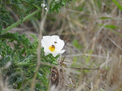 Argemone albiflora texana