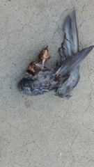 Columba livia