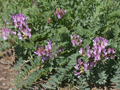 Astragalus physodes