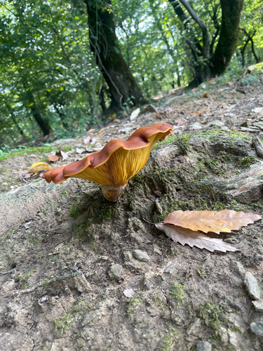 European jack-o'-lantern