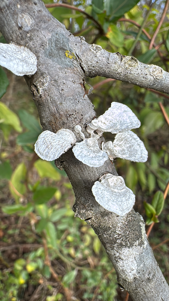 Trametes conchifer · December 2025 · photo: © zachary_long (iNaturalist, CC)