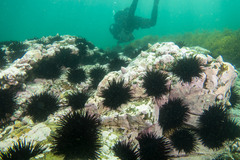 Centrostephanus rodgersii