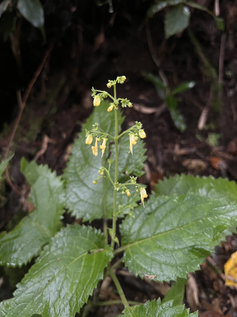 Isodon scrophularioides