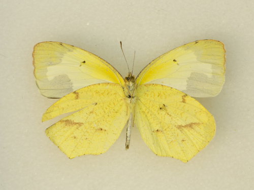 Mexican Yellow photo 3