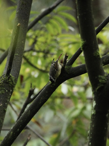 Red-tailed Minla
