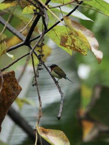 Fork-tailed Sunbird