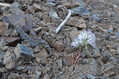 Corydalis fedtschenkoana
