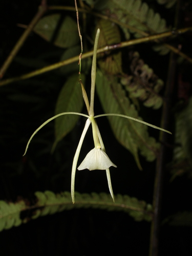 Epidendrum hellerianum A.D.Hawkes 2