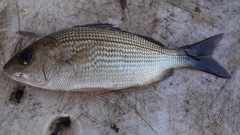 Haemulon maculicauda