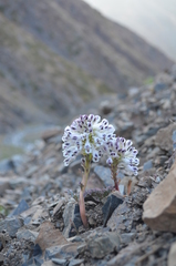 Corydalis fedtschenkoana