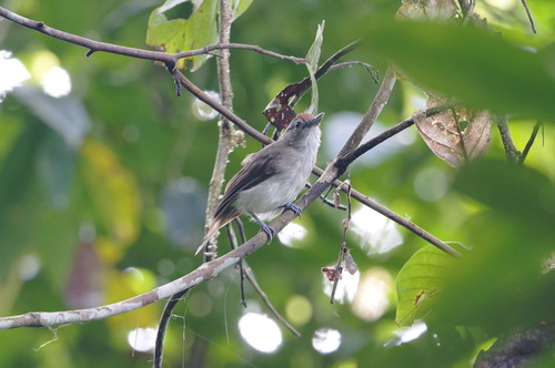 Rufous-crowned Babbler (Malacopteron magnum), photo 3