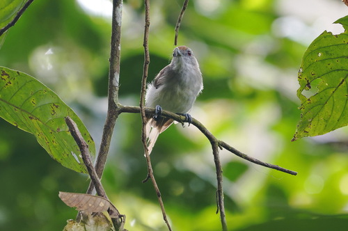 Rufous-crowned Babbler (Malacopteron magnum), photo 4