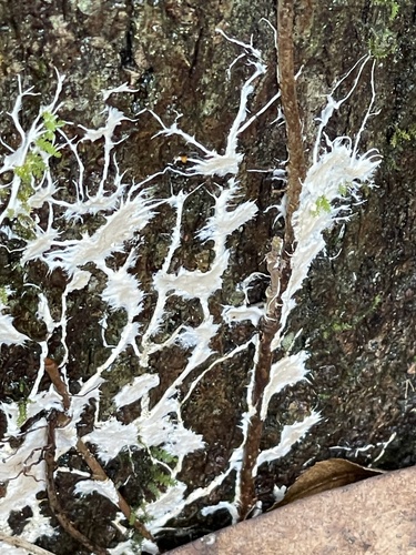 Phlyctibasidium polyporoideum observed 2025-12-05