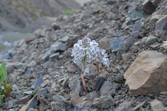 Corydalis fedtschenkoana