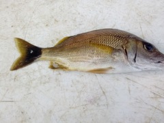 Haemulon steindachneri