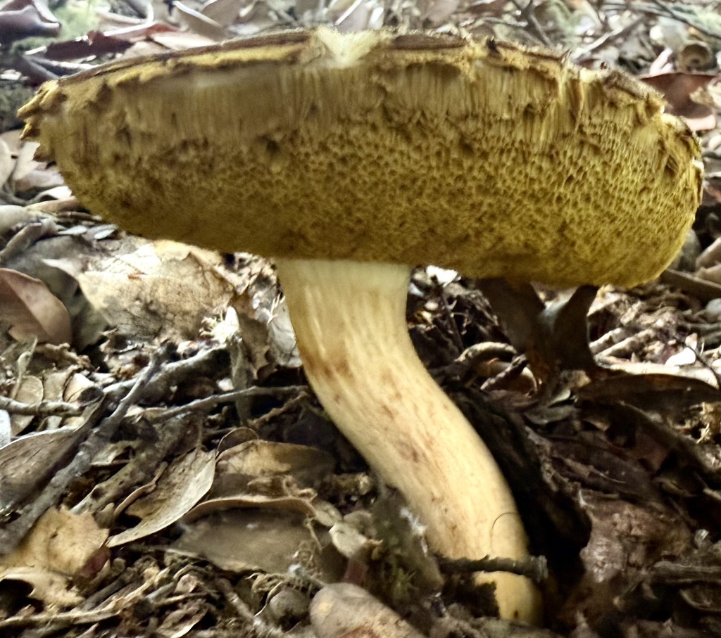 Xerocomus subtomentosus · December 2025 · photo: © hllrnnr (iNaturalist, cc0)