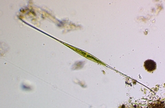 Closterium kuetzingii