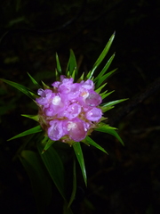 Elleanthus capitatus