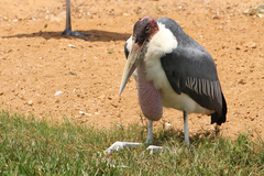 Leptoptilos crumenifer