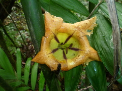 Solandra maxima