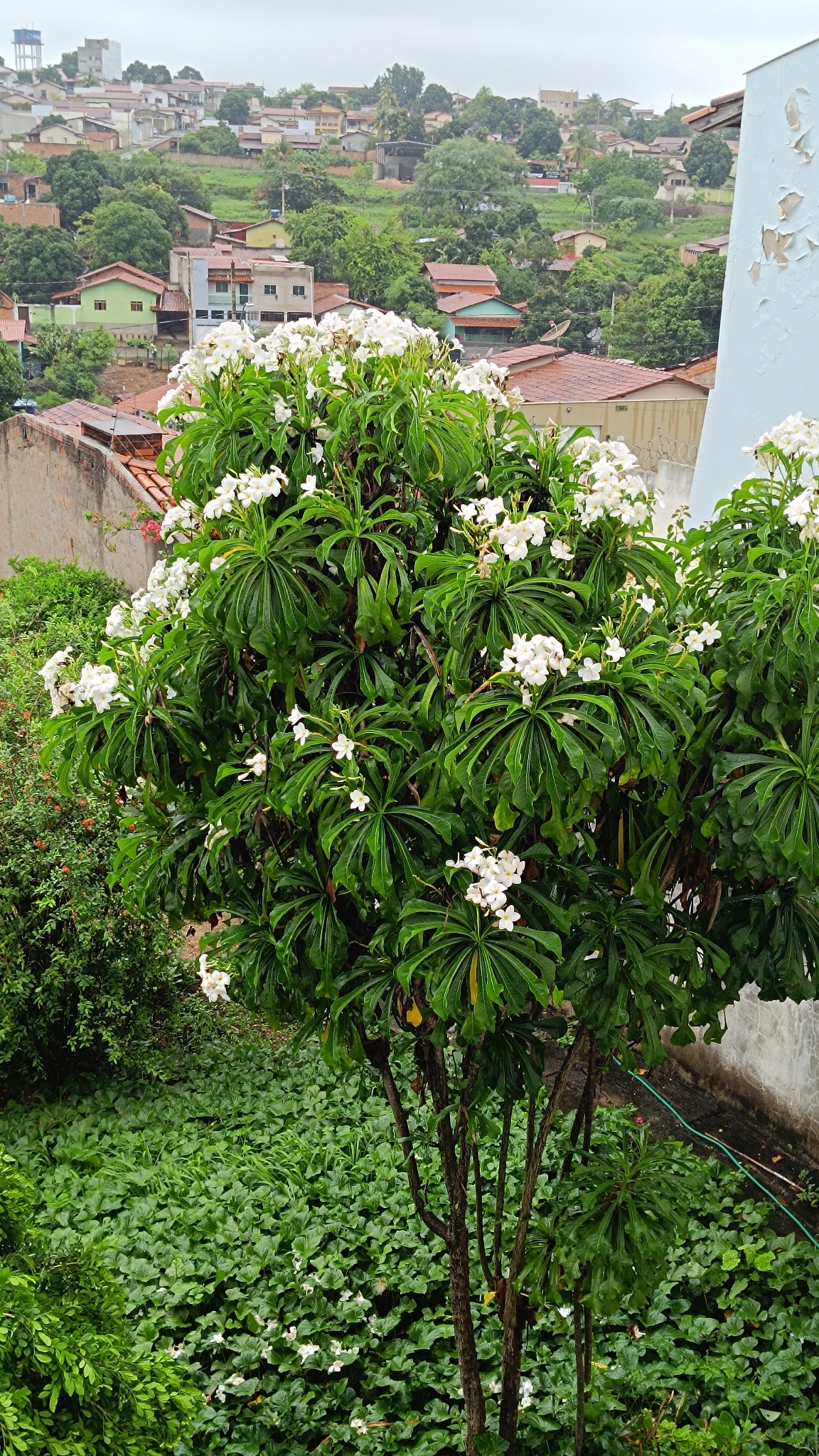 Plumeria pudica