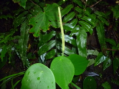 Peperomia peltilimba