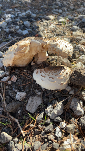iNaturalist observation photo of Shaggy Parasol