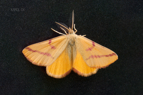 piadivka purpurová (Lythria purpuraria)