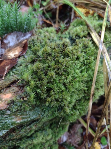Whip Fork Moss (Dicranum flagellare)