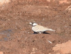 Eremopterix verticalis