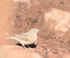 Emberiza impetuani