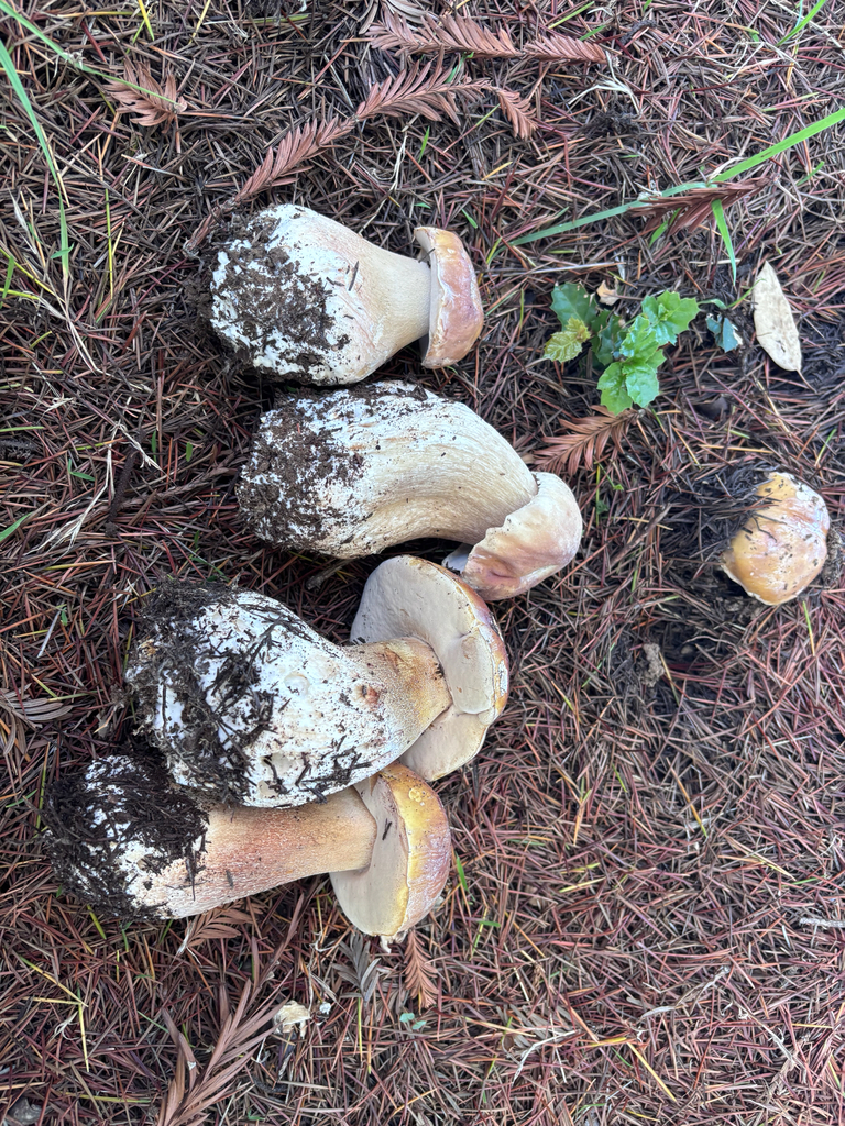 Boletus edulis grandedulis · December 2025 · photo: © reago (iNaturalist, cc-by)