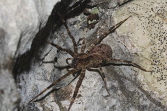 Acanthoctenus spiniger