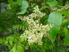 Toxicodendron striatum