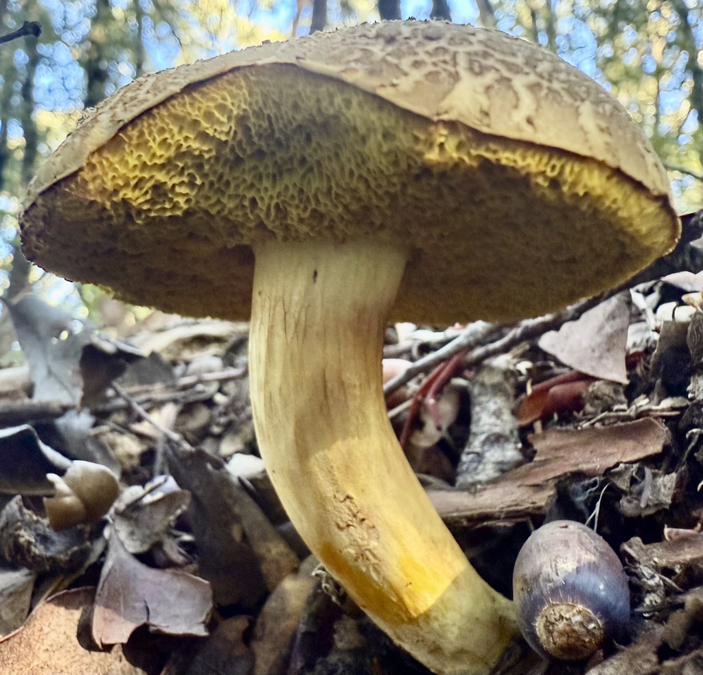 Xerocomus subtomentosus · December 2025 · photo: © hllrnnr (iNaturalist, cc0)