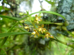 Prosthechea ochracea