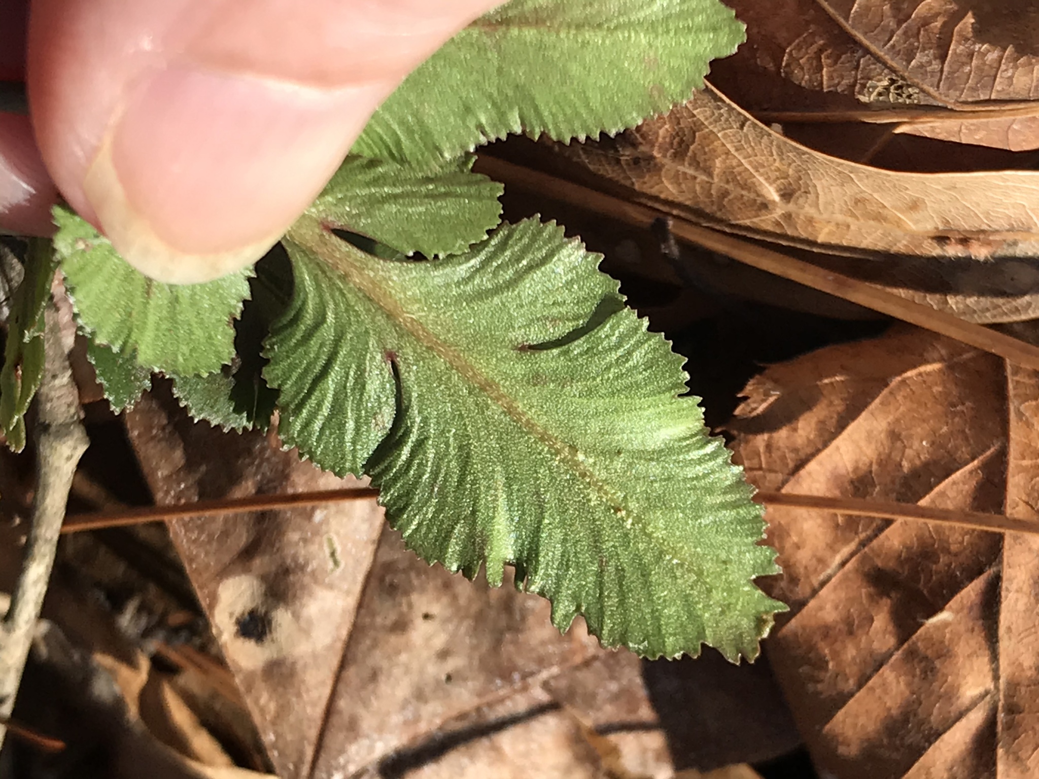 Sceptridium biternatum image