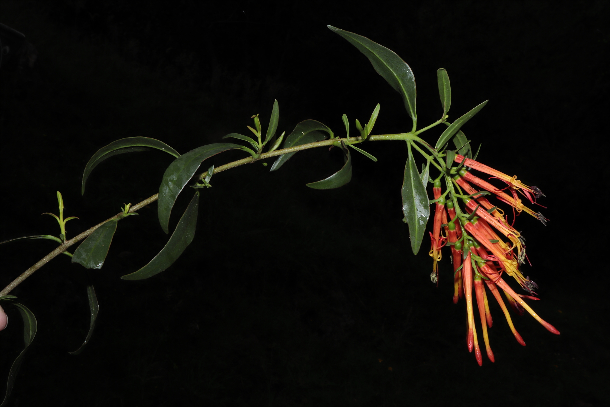 Tristerix longibracteatus